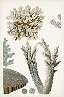 Coastal Curiosity VI Fine Art Print