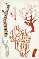 Coastal Curiosity VII Fine Art Print