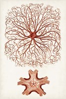 Coastal Curiosity VIII Fine Art Print