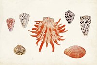 Antique Shell Anthology IV Fine Art Print