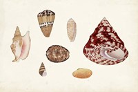 Antique Shell Anthology V Fine Art Print