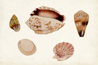 Antique Shell Anthology VI Fine Art Print