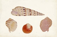 Antique Shell Anthology VII Fine Art Print