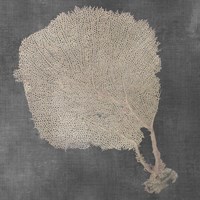 Natural Sea Fan II Fine Art Print