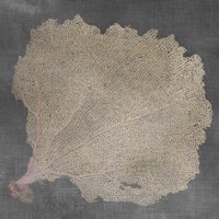 Natural Sea Fan V Fine Art Print