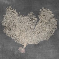Natural Sea Fan VI Fine Art Print