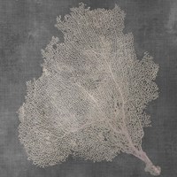 Natural Sea Fan VII Fine Art Print