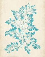 Aquamarine Seaweed I Framed Print
