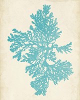 Aquamarine Seaweed II Framed Print