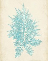 Aquamarine Seaweed III Framed Print