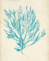 Aquamarine Seaweed IV Framed Print