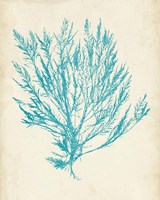 Aquamarine Seaweed IV Fine Art Print