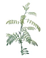 Soft Green Botanical III Framed Print