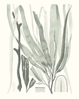 Sage Green Seaweed II Fine Art Print