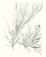 Sage Green Seaweed IV Fine Art Print