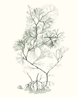 Sage Green Seaweed VI Fine Art Print
