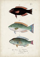 Antique Fish Trio IV Fine Art Print