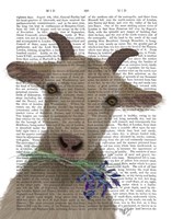 Goat and Bluebells Book Print Fine Art Print