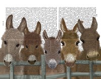 Donkey Herd at Fence Book Print Fine Art Print