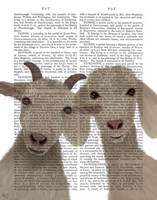 Goat Duo, Looking at You Book Print Fine Art Print
