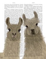Llama Duo, Looking at You Book Print Fine Art Print