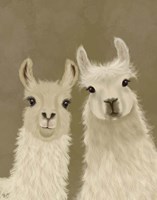 Llama Duo, Looking at You Fine Art Print