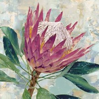Protea Majestic Fine Art Print