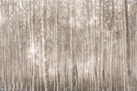 Birch Trees Fine Art Print