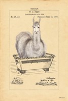 Llama in Tub Fine Art Print