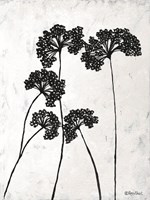 Queen Anne's Lace I Fine Art Print