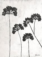 Queen Anne's Lace II Fine Art Print