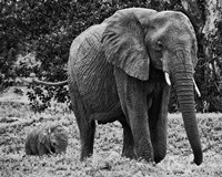 Mama and Baby Elephant I Fine Art Print