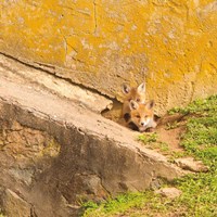 Fox Cubs II Fine Art Print