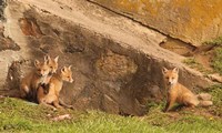 Fox Cubs I Fine Art Print