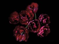 Red Double Tulips Fine Art Print