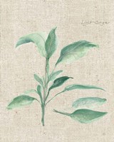 Sage II on Burlap Framed Print