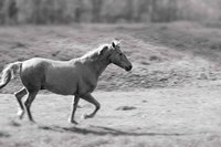 Pasture Run Fine Art Print