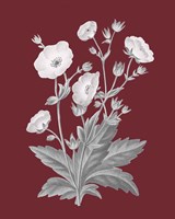 Pomegranate Botanical VI Framed Print