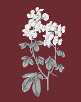 Pomegranate Botanical III Fine Art Print