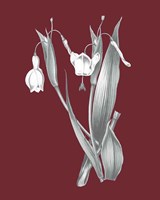 Pomegranate Botanical II Framed Print