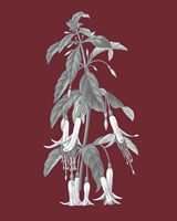 Pomegranate Botanical I Framed Print