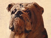 Bulldog Fine Art Print