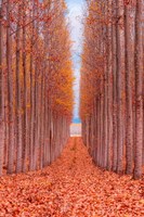 Tree Farm Fine Art Print