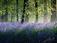 Last of The Bluebells Fine Art Print