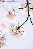 Paris Petals Fine Art Print