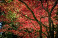 Autumn Beauty Fine Art Print