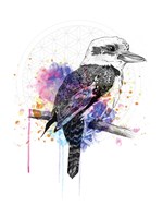 Kookaburra Fine Art Print