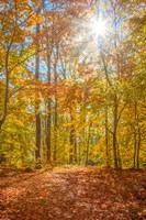 Autumn Forest Fine Art Print