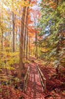 Forest Bridge Fine Art Print