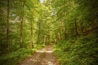 Forest Road Fine Art Print